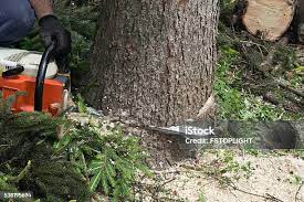 Best Tree Trimming and Pruning  in Crete, NE