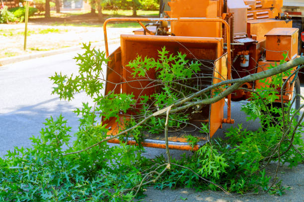 How Our Tree Care Process Works  in  Crete, NE